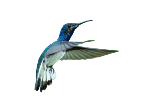flying bird