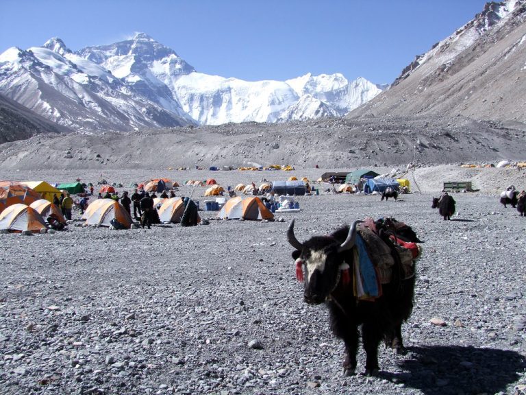 Yak nearby Everest, Trekking ABC & EBC