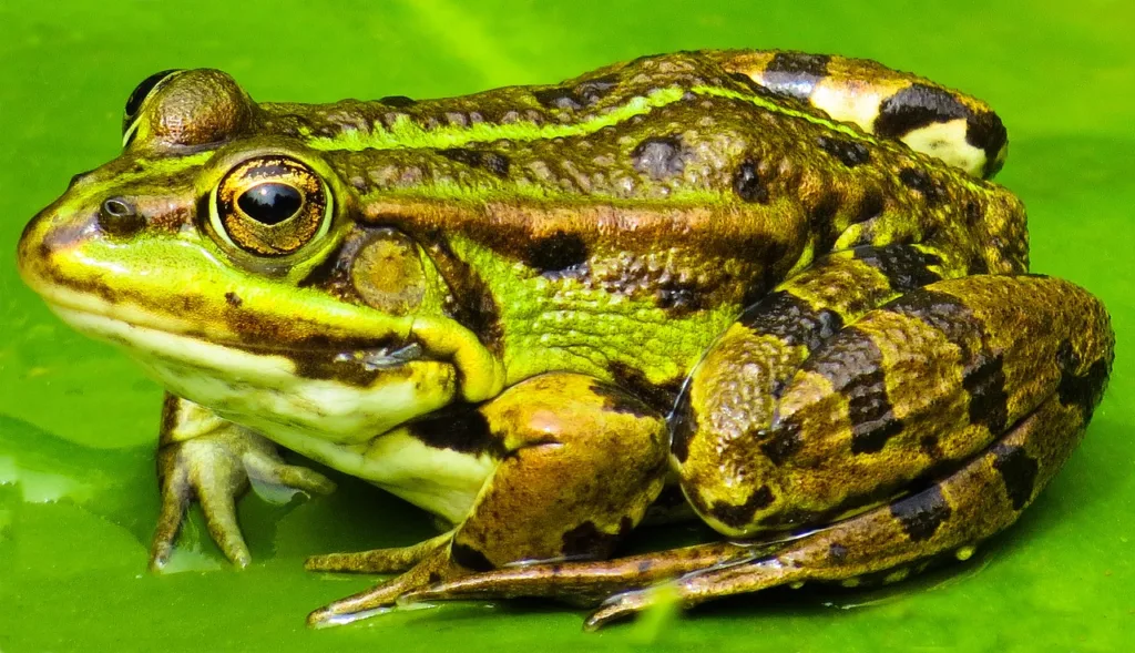 frog: Longest Starving Strange Animals