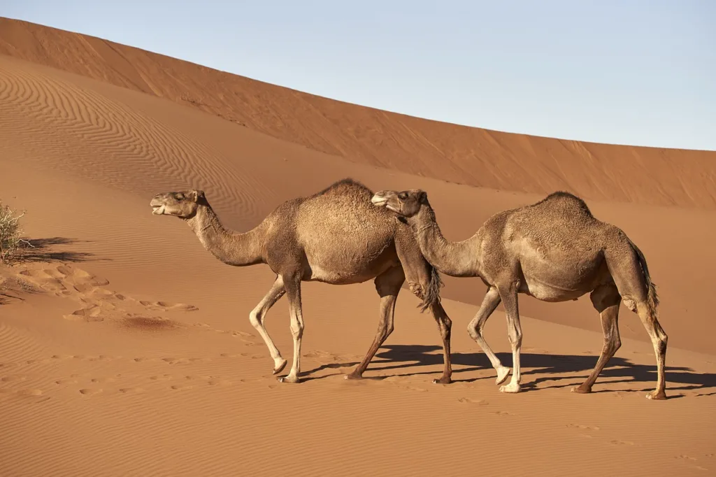 Camel: Longest Starving Strange Animals