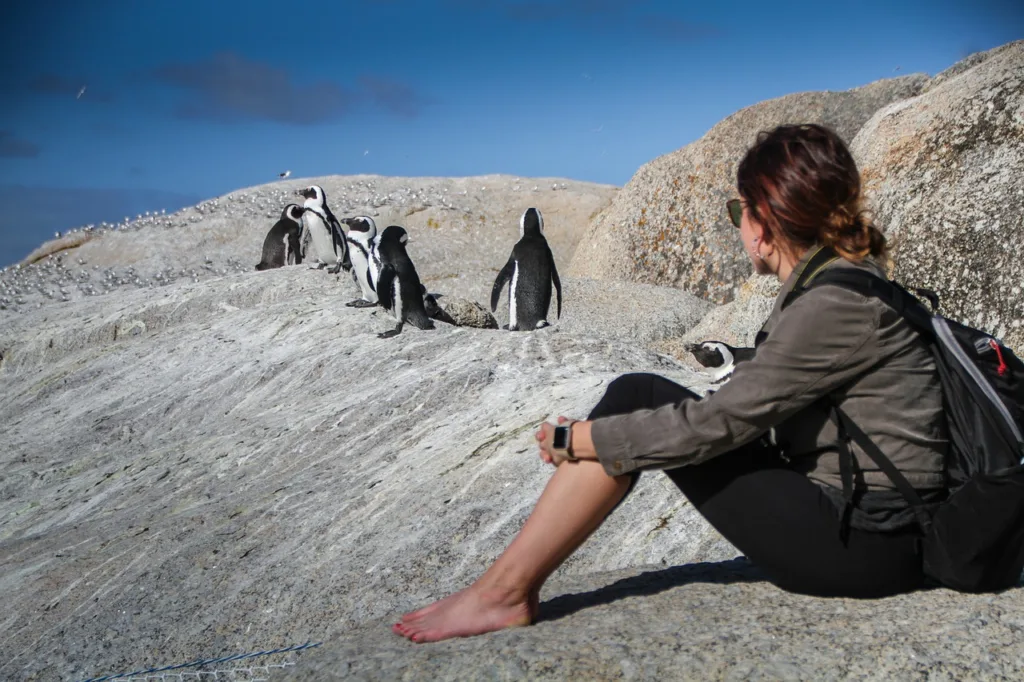 Mysteries Of The Amazing Penguin Birds
