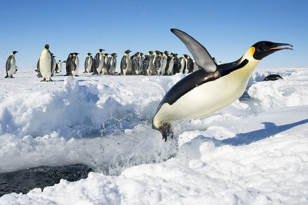 Mysteries Of The Amazing Penguin Birds