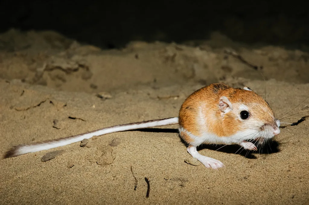 Kangaroo rat can live without water :Longest Starving Strange Animals