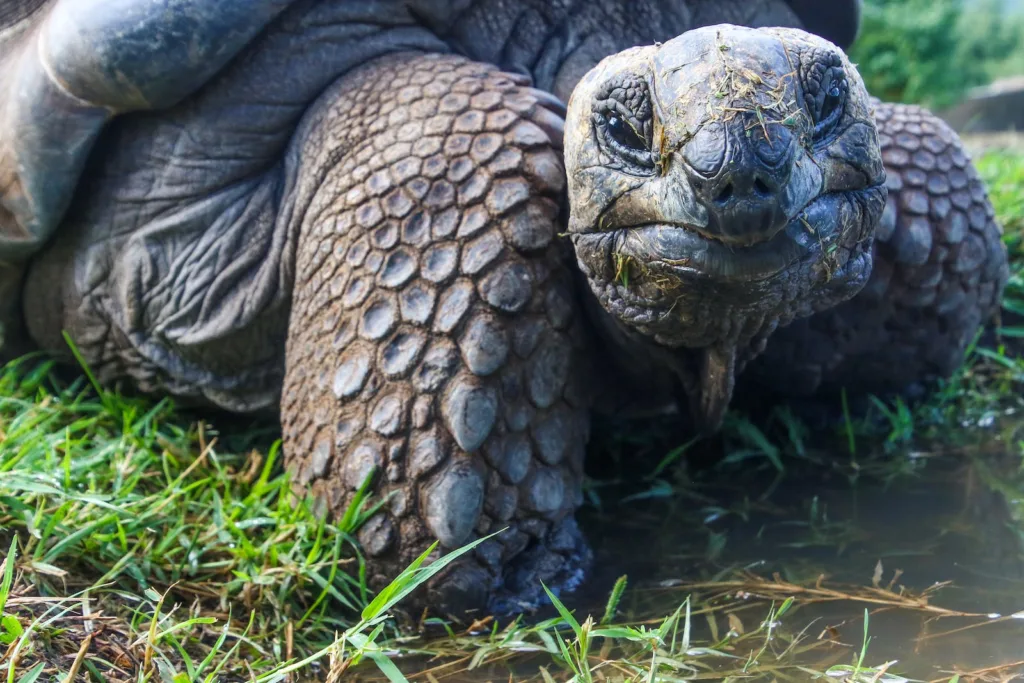 Galapagos Tortoise, Amazing Facts Of The World