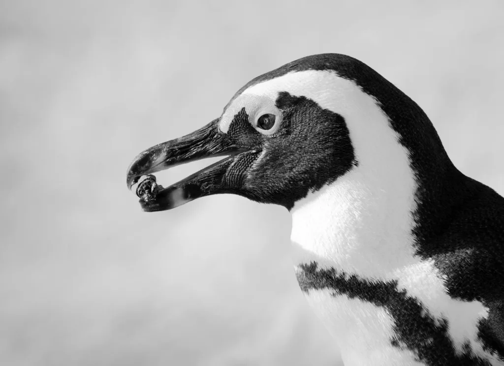 Black And White Photo Of Penguin, amazing Penguin Birds
