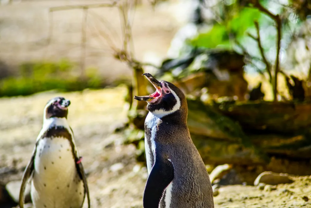 Ein Pinguin mit weit geöffneten Schnabel, amazing Penguin Birds