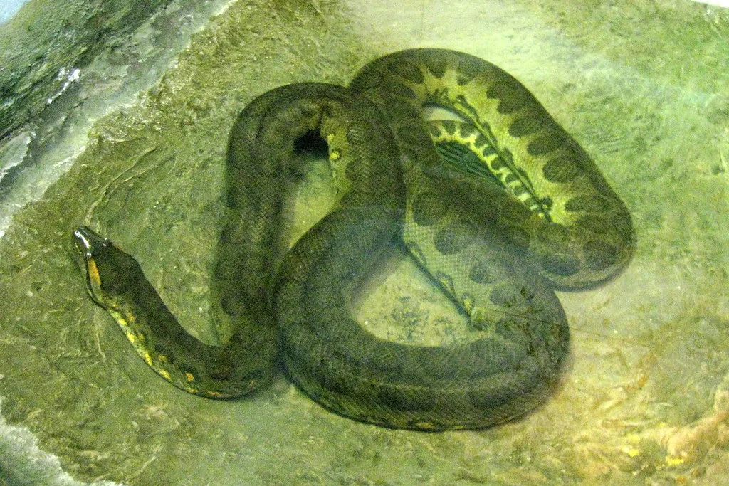 Hibernating snake: Longest Starving Strange Animals