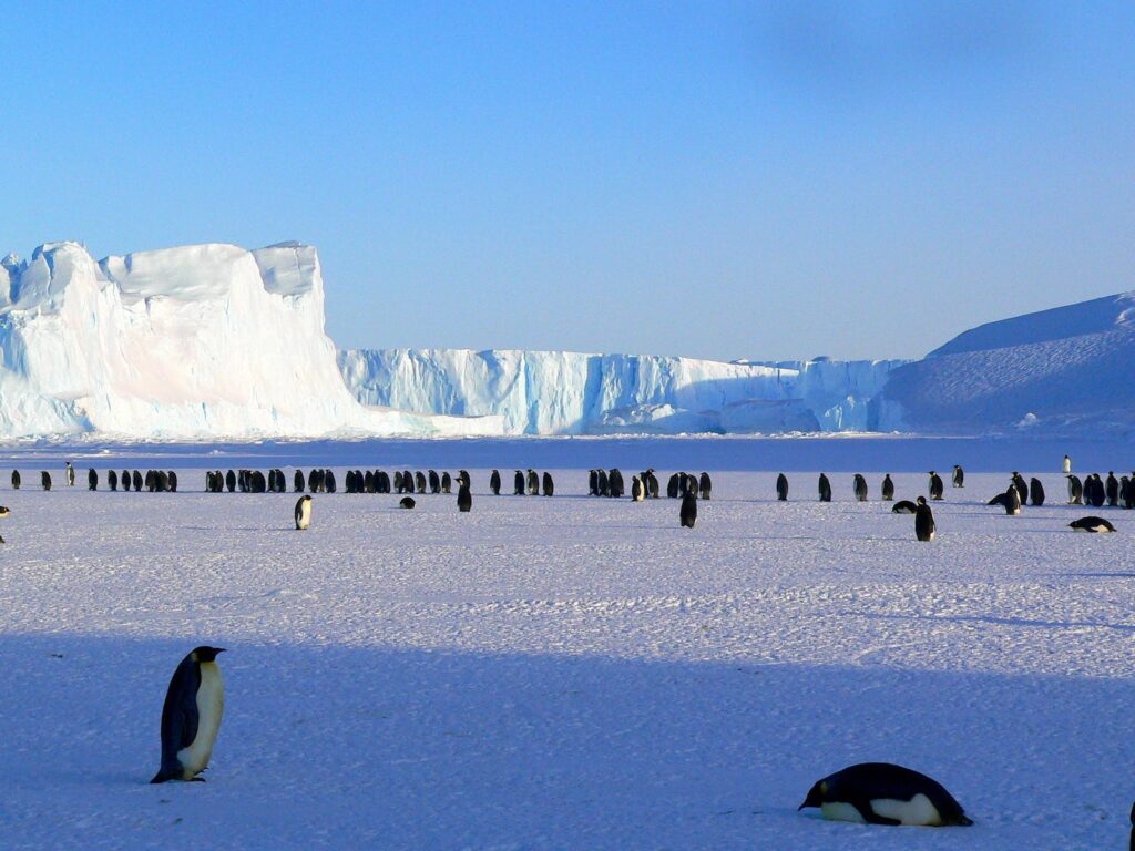 Penguins on Ice, Amazing Facts Of The World