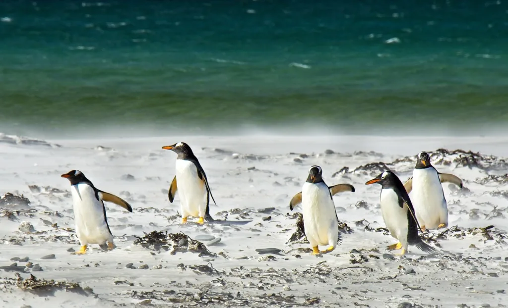 penguins, ocean, sea