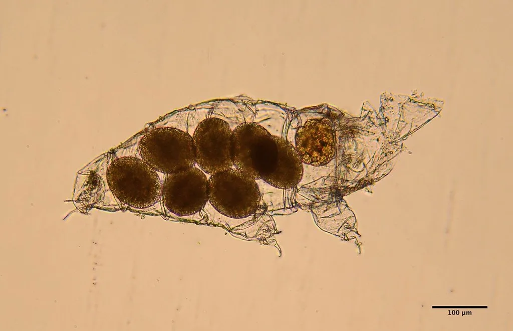 Tardigrade, Animals Survive Without Food 