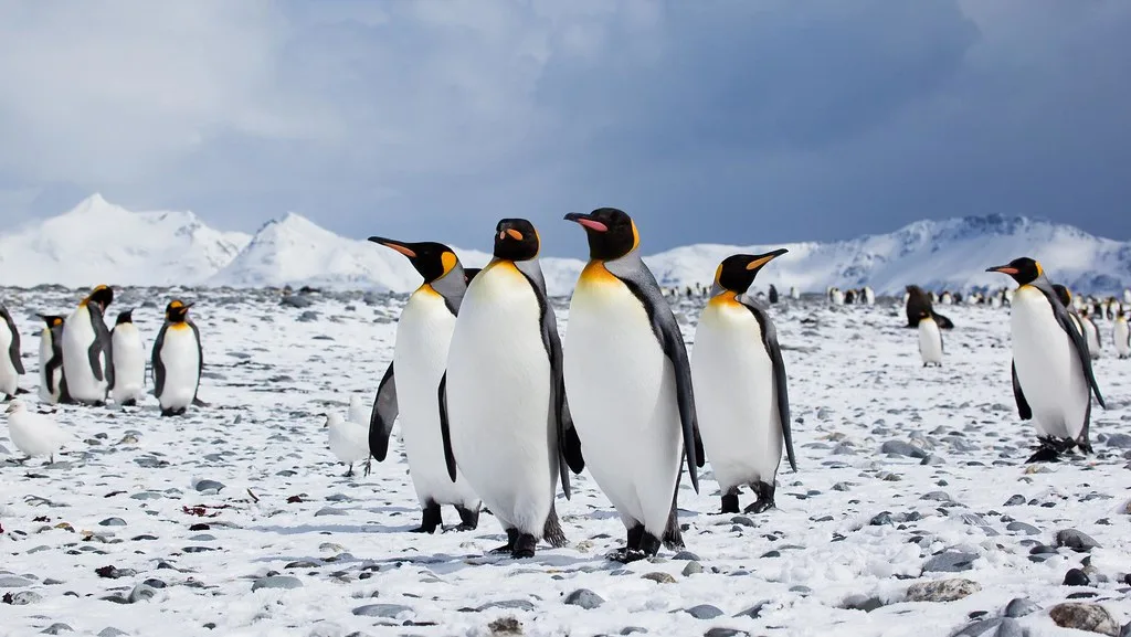 amazing Penguin Birds