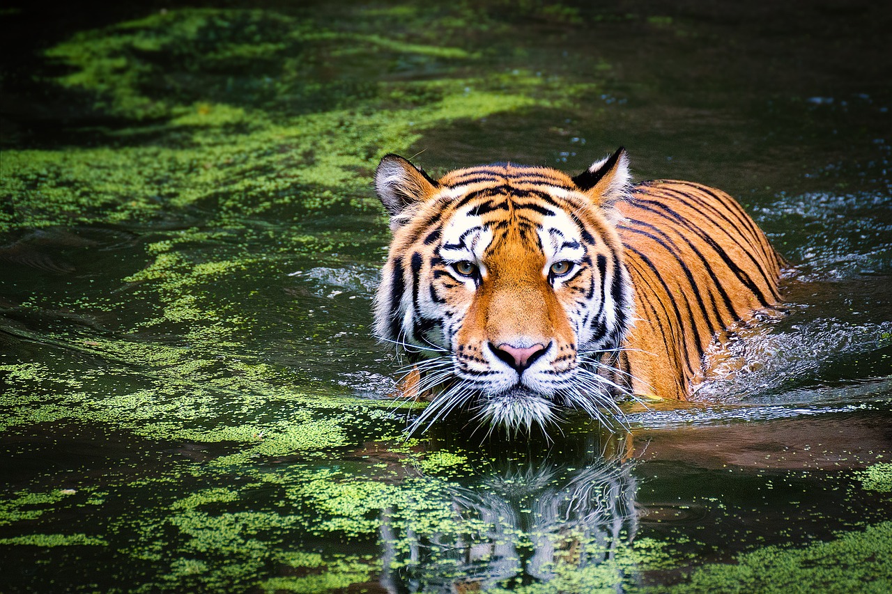 tiger, swamp, big cat, Remarkable Progress in Wildlife Conservation