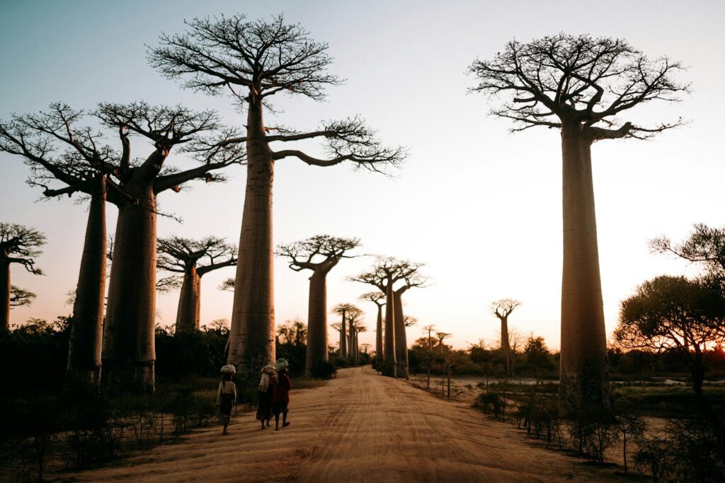 a group of people walking on a dirt road with tall trees with Avenue of the Baobabs in the background, Incredible Wonders Of Earth