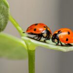 ladybugs, insects, pair, Animals' Communication Beyond Sound