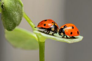 ladybugs, insects, pair, Animals' Communication Beyond Sound