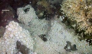 Deep Sea Vents Surprise the Aquatic World